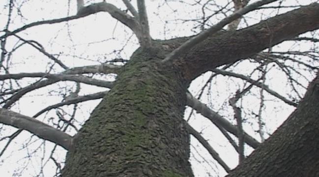 plane archar village bulgaria’s entry european tree year 2015