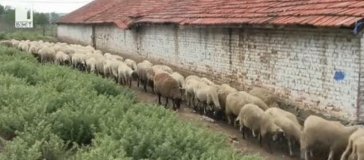 protest livestock farmers affected animal plague