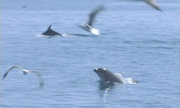 volunteers initiate counting dolphins along bulgaria’s black sea coast