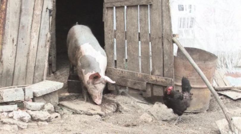 54 pigs culled in the village of Zhernov to halt spread of African swine fever