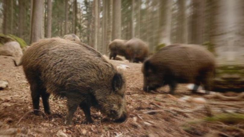 Four new cases of African Swine Fever in wild pigs confirmed in Bulgaria