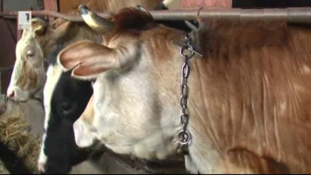Туберкулоза по кравите в разградско