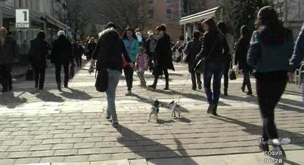 Такса куче на светло във Враца