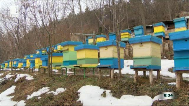 Пчеларите очакват сериозни загуби през следващите месеци