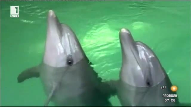 Сигналите на делфините
