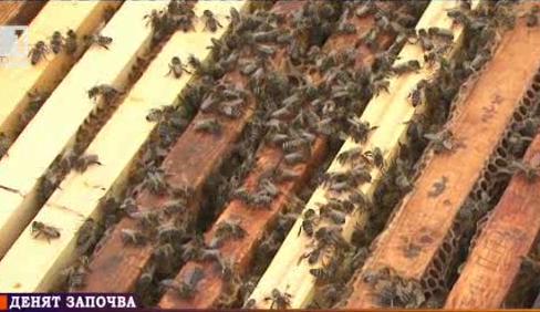 Училище обучава пчелари