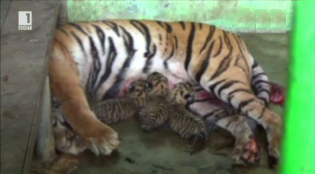 Родиха се четири тигърчета от застрашен вид