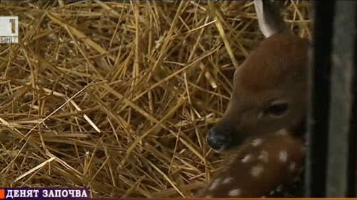 Новородени бебета животни в Софийския зоопарк