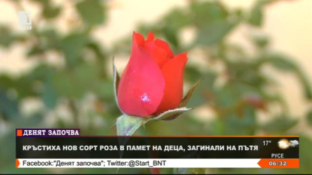 Нов сорт роза в памет на деца, загинали на пътя