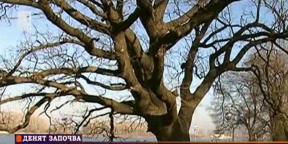 Гласувайте силистренският дъб да стане европейско дърво на годината