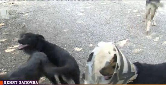 Улични кучета отровени във Враца
