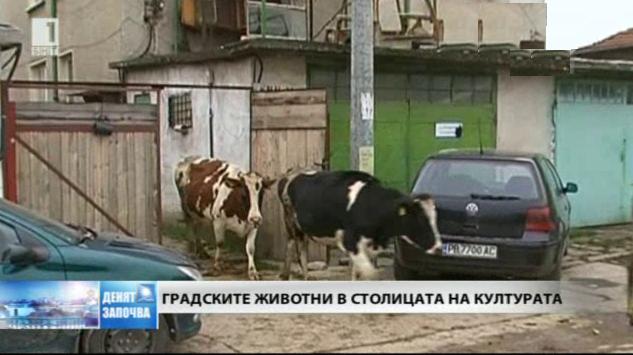 Ограничиха селскостопанските животни, отглеждани в Пловдив