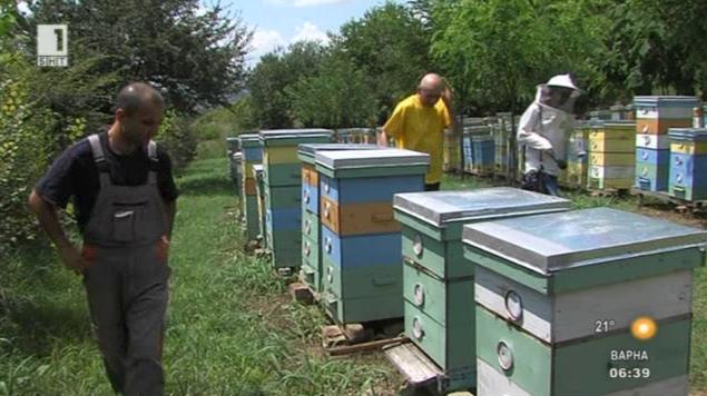 Намалява броят на пчелите във Великотърновско