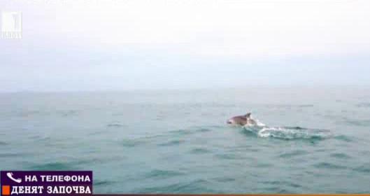 Каква е причината за високата смъртност на делфини по Черноморието?