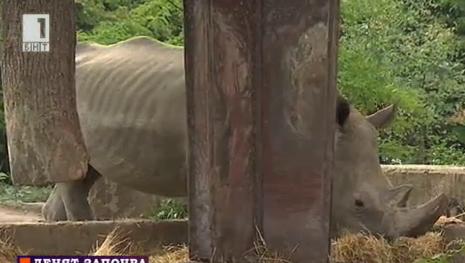Световен ден на носорога