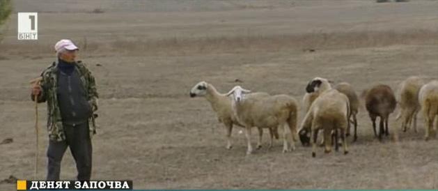 Професия овчар в Родопите