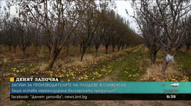 Отчайващи загуби отчитат производителите на плодове в Сливенско