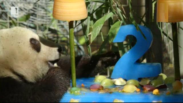 Зоопаркът в Сан Диего чества рождения ден на пандата Шау Ливу