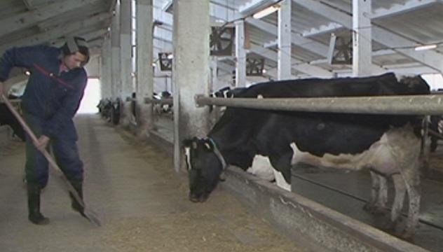 bulgarian dairy farmers stage protest