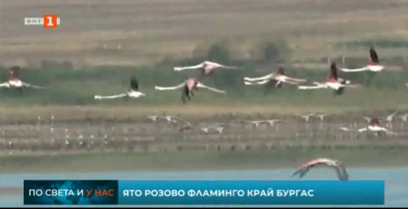 Flock of pink flamingos settled in Lake Atanasovsko near Bulgaria’s Bourgas