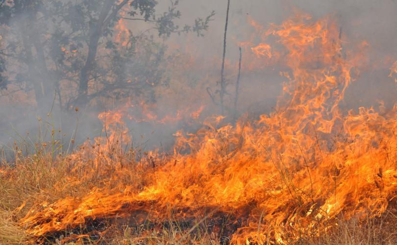 630 Wildfires Suppressed in Bulgaria in the Past 3 Days