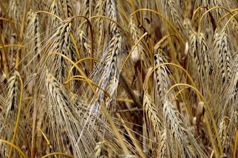 record wheat yield bulgaria year