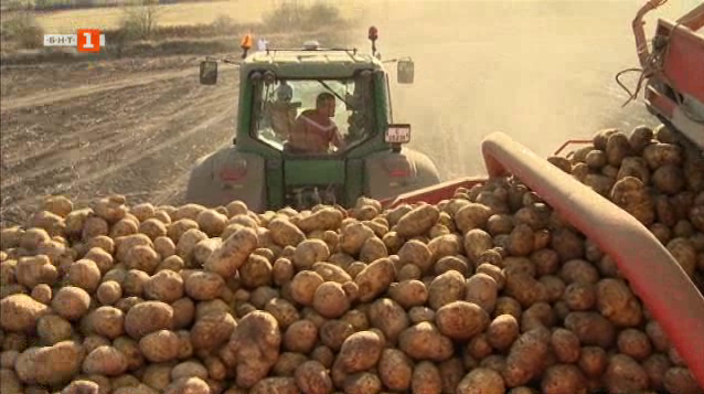 Каква беше годината за българския картоф