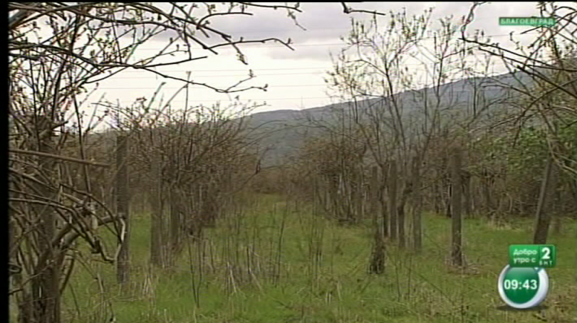 Семейство от Петрич отглежда биоградина с киви насаждения