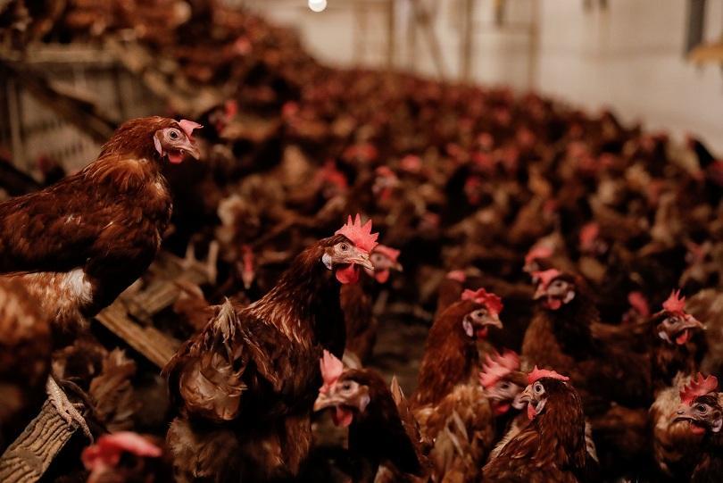 Bird flu found in a poultry farm in Donchevo