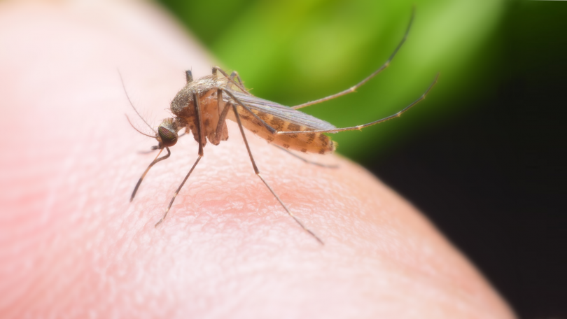 West Nile fever claims first victim in Bulgaria
