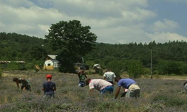 bulgaria again world’s biggest producer lavender oil