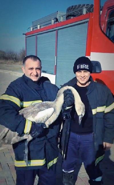 firefighters rescued swan