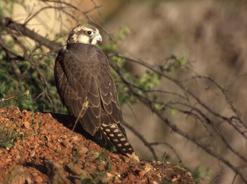 Saker Falcon returned as a nesting species in Bulgaria