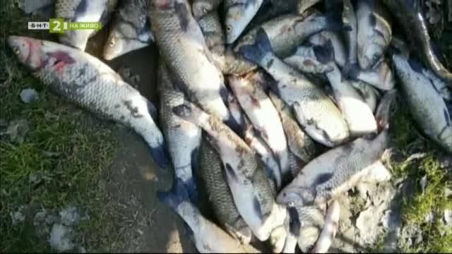 На живо от Пловдив: Екологичното бедствие с умряла риба в р. Марица