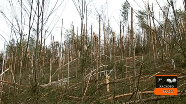 Унищожени гори в северозападна България
