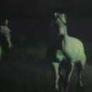 снимка 3 Нощем с белите коне
