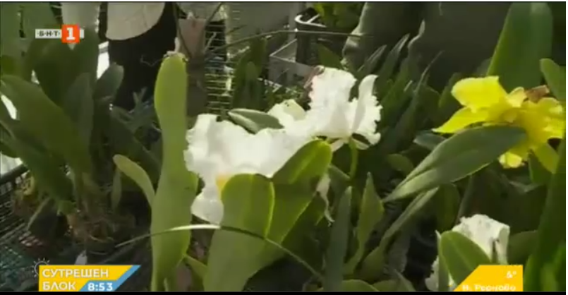 Greenhouse for rare orchids opened in Varna