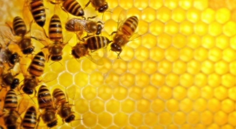 bulgarian beekeepers concerned reduced honey production