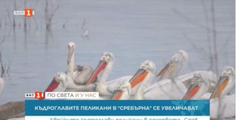 increased number dalmatian pelicans srebarna nature reserve