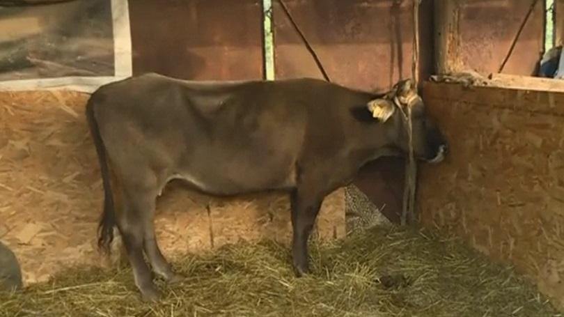 Guests from European Parliament will visit Penka the cow that strayed outside EU