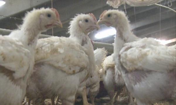 slow growing chicken breed created stara zagora