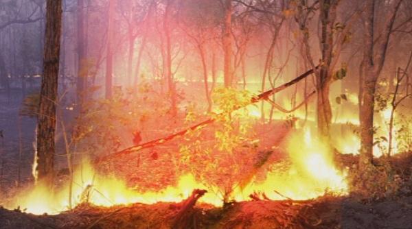 bulgaria’s minister agriculture out 220 wildfires only were caused nature