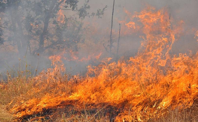 wildfire burnt 5000 decares forest near haskovo