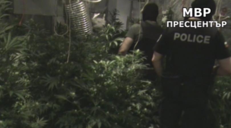 bulgarian police bust super modern greenhouse growing marijuana