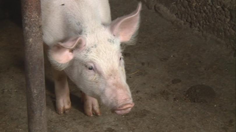 Pig cull undertaken because of African swine fever outbreak
