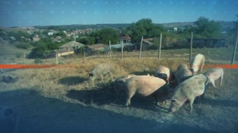 Additional biosecurity measures in Shumen against African Swine Fever