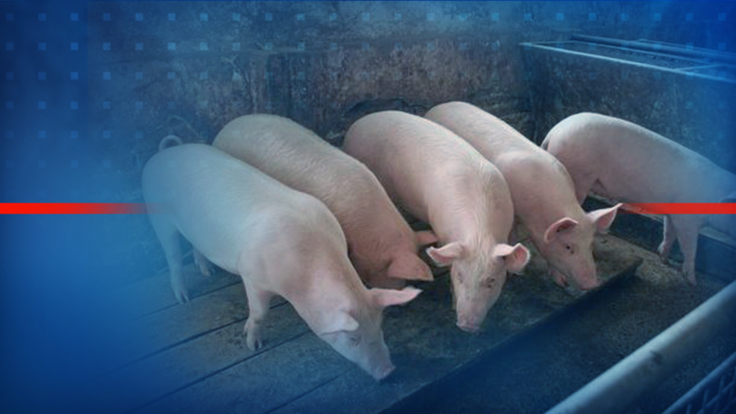 African Swine Fever: 80,000 pigs culled in Rousse region