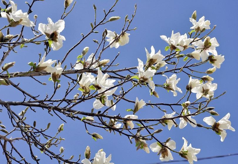 bulgaria marks palm sunday