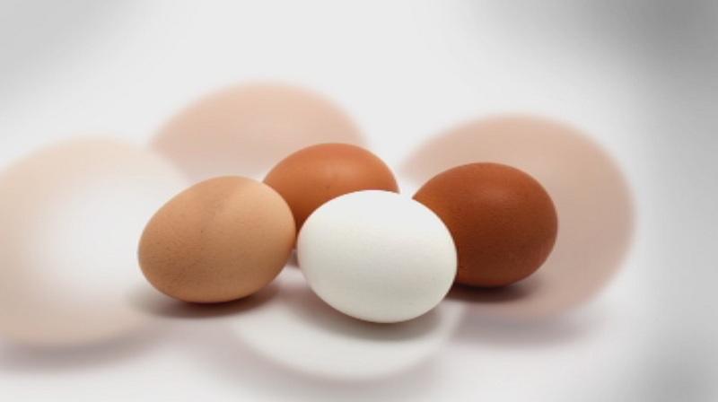 Producer of the Fipronil Affected Eggs: Source of Fipronil Not Clear