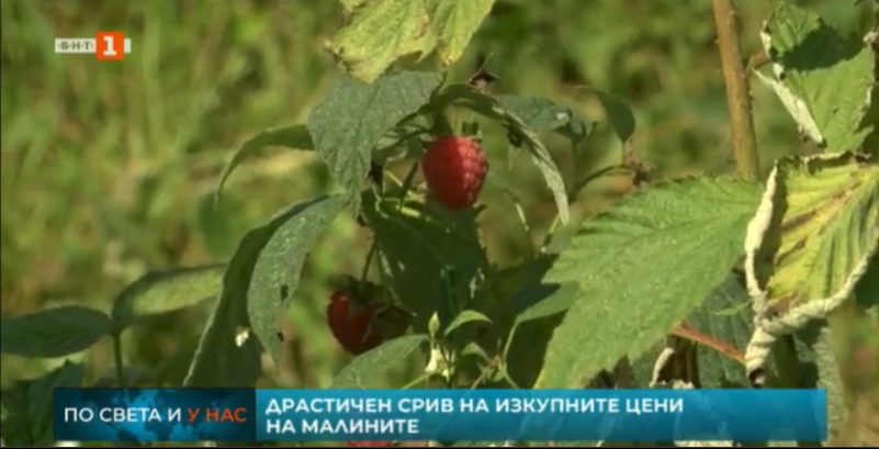 raspberry growers fear bankruptcies